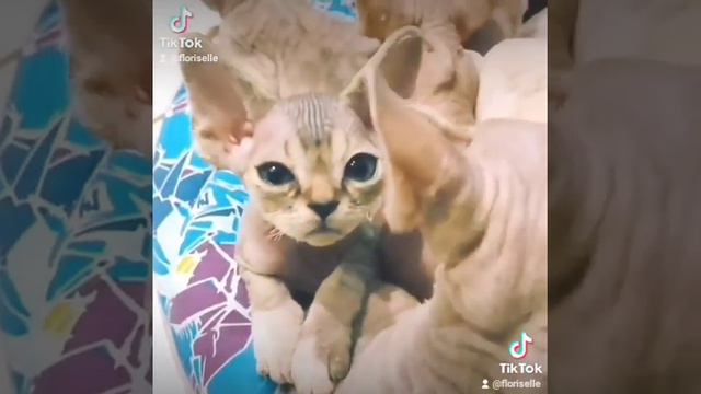 Devon rex kitten. Ути пути маленький, все расскажет сладенький. смотреть онлайн