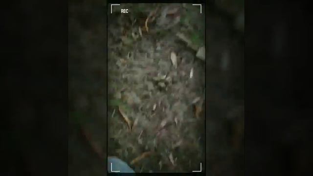 Посмотрите кого котейку я нашла смотреть онлайн