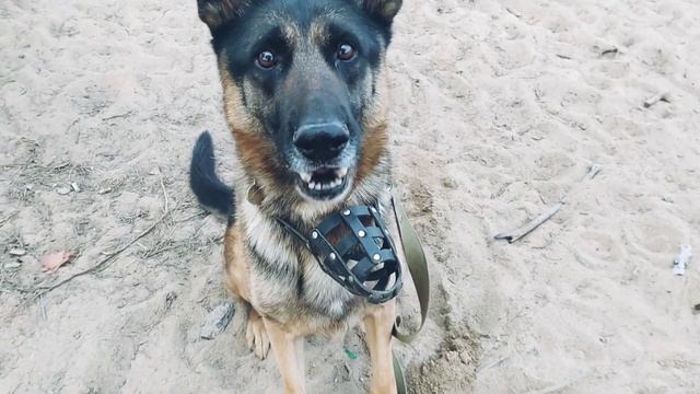 Немецкая овчарка Джо/ дрессировка в парке смотреть онлайн