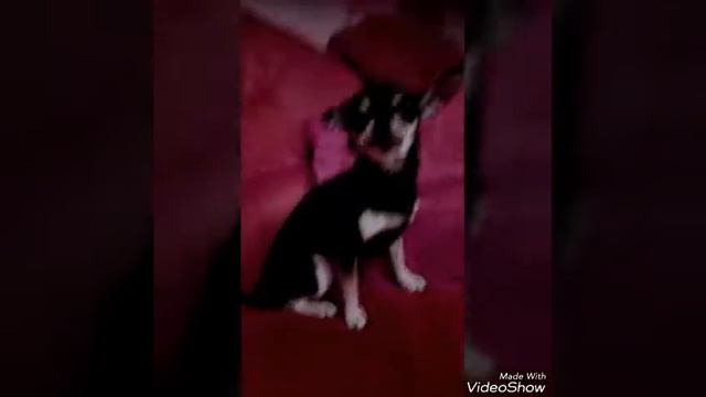 Происхождение породы чихуахуа🐕🐩 смотреть онлайн