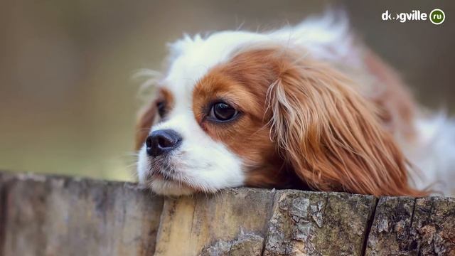 Кавалер-кинг-чарльз-спаниель - О породе - Как выбрать щенка? смотреть онлайн