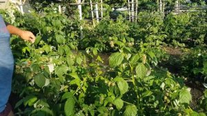 Мапема и Маравилла  первое плодоношение и развитие кустов, дробная посадка осень и весна