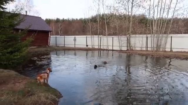 Самый Смешной щенок СПАНИЕЛЯ КАК УГОВОРИТЬ КУПИТЬ СОБАКУ смотреть онлайн