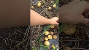 Картошка в ящиках под соломой