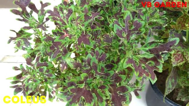Top 10 Best Decorative Plants / Ornamental Plants For Every Home And Garden