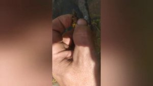 Колькі робіш, столькі вучыся. Замена троса стаяначнага тормазу на WV LT35 AVR 2003 ( MB SPRINTER)