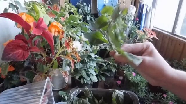 ?КАК ВЫРАСТИТЬ МЯТУ НА ОКНЕ ! МЯТА РАЗМНОЖЕНИЕ ЧЕРЕНКАМ ? смотреть онлайн