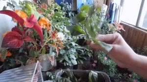 ?КАК ВЫРАСТИТЬ МЯТУ НА ОКНЕ ! МЯТА РАЗМНОЖЕНИЕ ЧЕРЕНКАМ ?