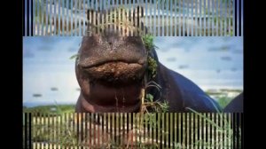 Крокодилы, бегемоты и зеленый попугай!