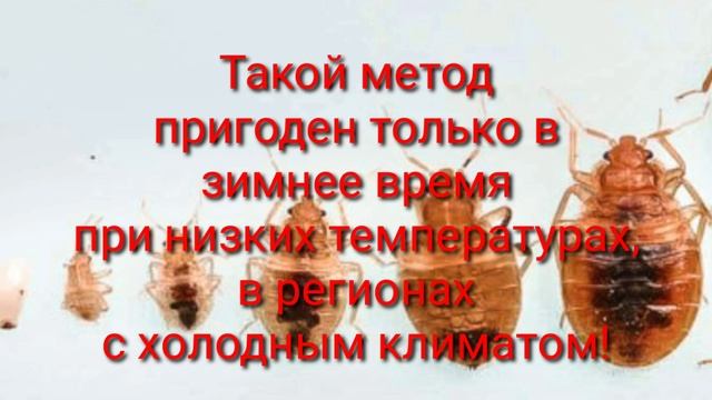 Как избавиться от клопов? смотреть онлайн