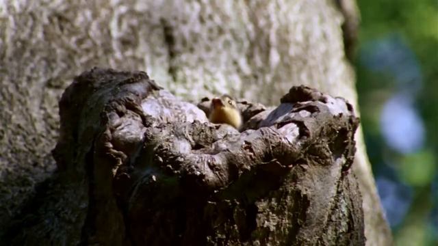 Maybe Ola Svensson смотреть онлайн