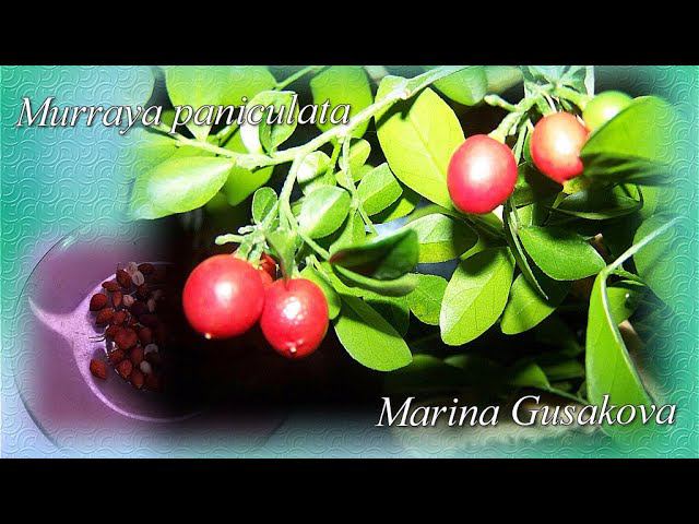 МУРАЙЯ  из ягодки  посев семян на рассаду  Муррейя Муррайя murraya.