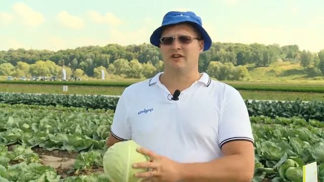 Капуста "Глория F1" смотреть онлайн