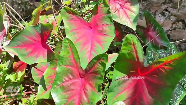 Caladium hunting and collections | Hunting and collections of 10 varieties of caladium | Eng subt. смотреть онлайн