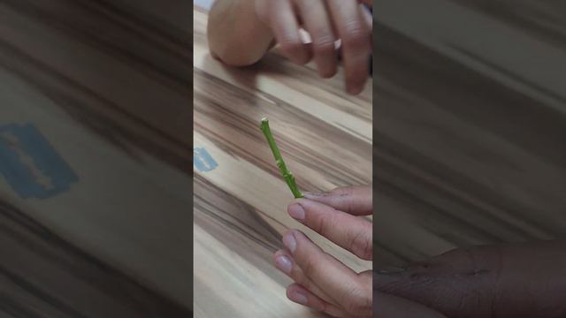 Как помочь лимону зацвести? Лимон из косточки - как заставить плодоносить? смотреть онлайн