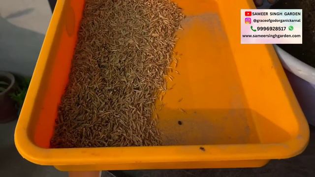 सिर्फ एक ही पौधा पूरा गमला भर देगा फूलों से || दिसम्बर जनवरी में ज़रूर लगाएं ये फूल घर में