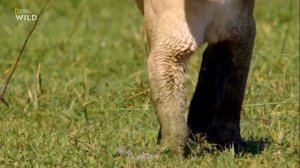 Животный мир африки