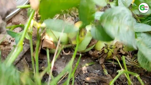 Pepino Melon Tree | Presented by Gardening Culture смотреть онлайн