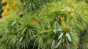 Сосна черная Шверина Витхорст (wiethorst) ? обзор: как сажать, саженцы сосны Шверина Витхорст