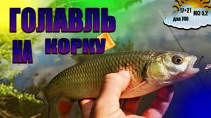Голавль на корку хлеба Ловля в запрет Голавль в мае