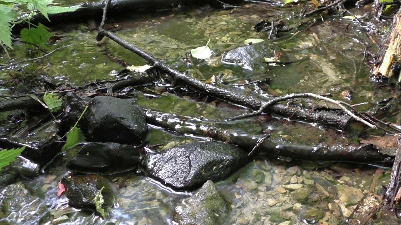 Расслабляющие звуки природы и пение птиц с шумом ветра Relaxing sounds of nature forest смотреть онлайн