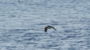 Голубая планета 2 6 серия «Побережья» (документальный сериал, 2017)