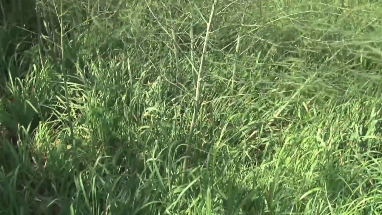 Марк Шепард  