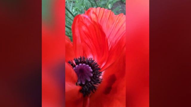 Трогательный стих ,,Мамина молитва о дочери’’ смотреть онлайн