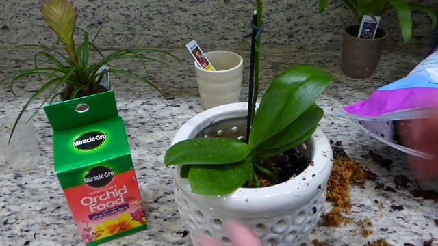 How to Repot and Care for Orchids and Bromeliad Flowers Indoors Replant Rebloom Tips Potting Soil смотреть онлайн