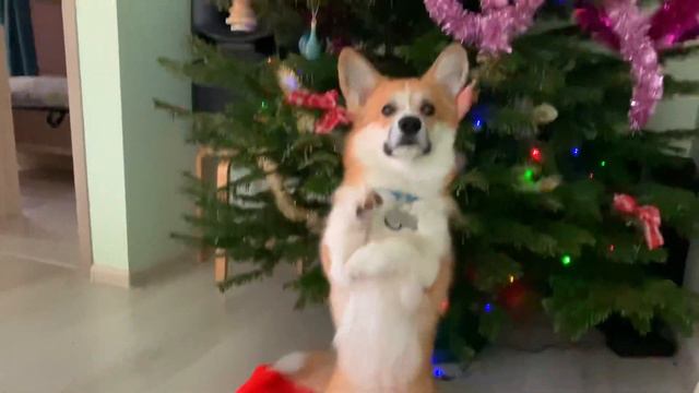 С Наступающим 2022 годом! Поздравление от Рокки ( корги Рокки) говорящая собака 🎄🎁 смотреть онлайн