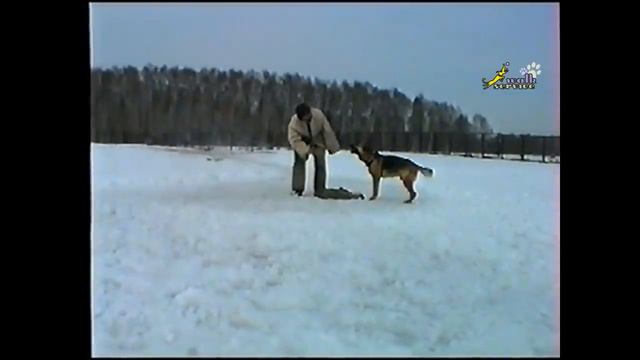 Дрессировка 90-х, ЗКС, свободная охрана вещи, немецкая овчарка смотреть онлайн