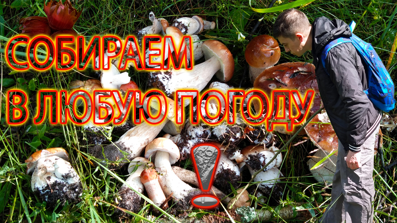 Сбор Грибов в Дождливую погоду в Московской области смотреть онлайн