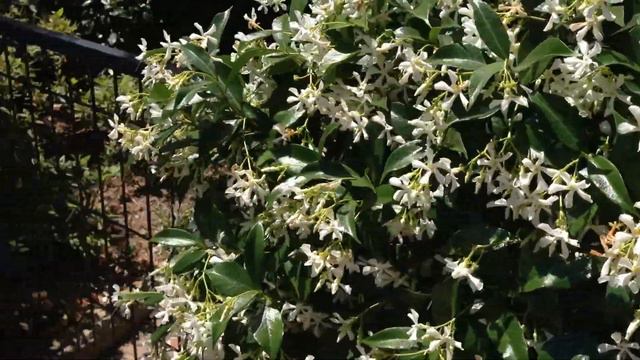 Gorgeous star jasmine in Sydney spring - Aromatherapy смотреть онлайн