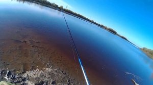 бомбарда- мушки- рыба