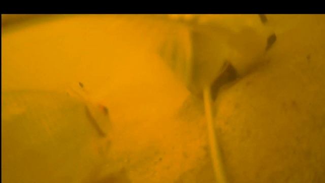 Посмотрите что творит тутти фрутти под водой! Наверное вся рыба с водоема собралась у кормушки. смотреть онлайн