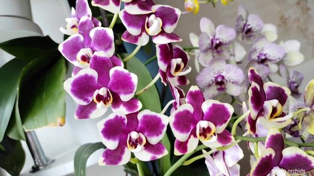 МОЯ ПОДСТАВКА ДЛЯ ЦВЕТОВ. Домашнее цветение орхидей! ORCHIDS смотреть онлайн