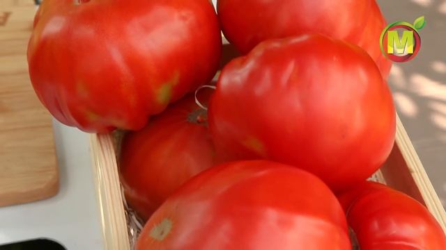 ? Какие СОРТА ТОМАТОВ выращивать в 2021? СОРТ КУПЕЦ МОЛОДЕЦ. смотреть онлайн