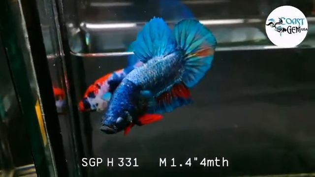 (SGP-331) Avatar Fancy Plakat Male Betta смотреть онлайн