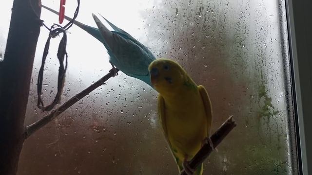 ?Стресс у ВОЛНИСТОГО ПОПУГАЯ - Как его ПРЕДУПРЕДИТЬ смотреть онлайн