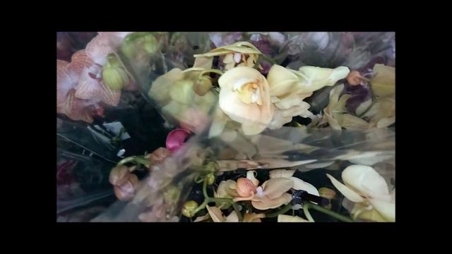 Море красоты Бабочки, Биг Липы ...часть2 смотреть онлайн