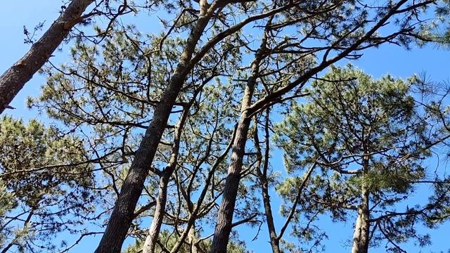 Jho Romantíc В УРУГВАЕ. Особенности уругвайских маслят. #уругвай