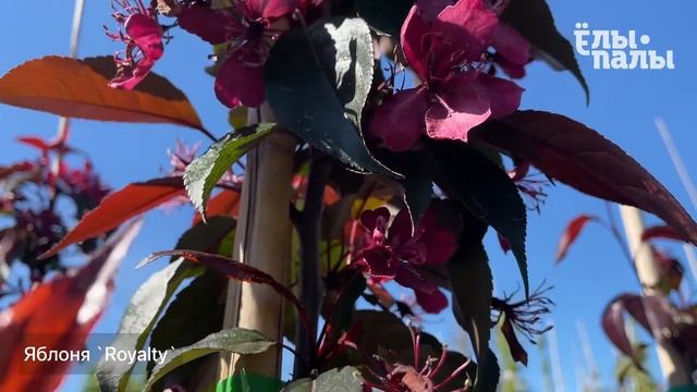 Яблоня `Royalty` смотреть онлайн
