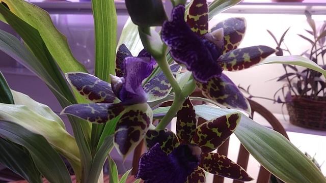 Zygopetalum в домашних условиях