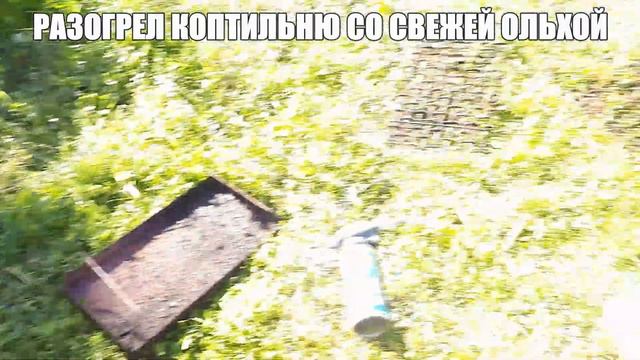 Поймал судака и закоптил в коптильне горячего копчения смотреть онлайн