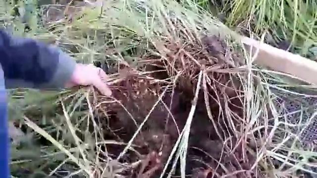 Тигровый орех
