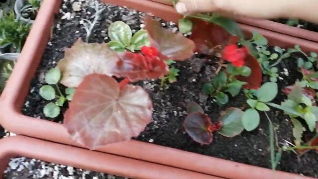 Черенки в контейнерах укоренились 🌱, следующий этап✂️. смотреть онлайн