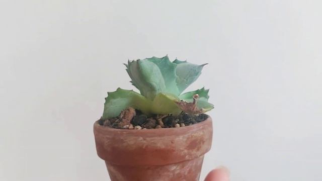 Agave isthmensis cv. Orhi Razin Shirifukurin смотреть онлайн
