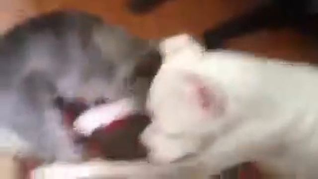 Dog fight dogo argentino смотреть онлайн