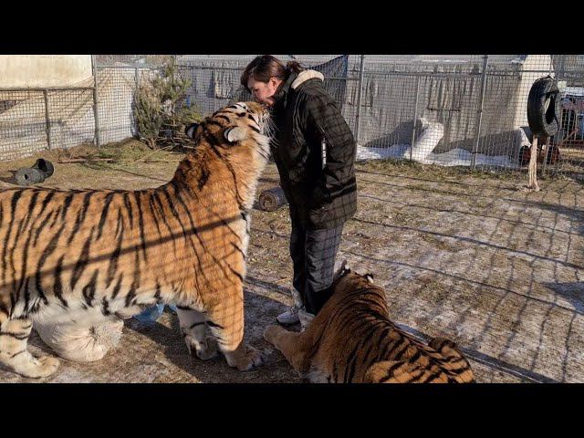 Тигромама наконец-то приехала!)