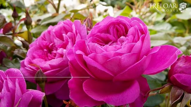 James L Austin - Rose смотреть онлайн